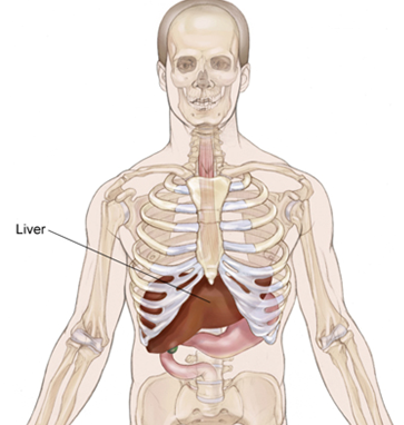 A diagram of a human showing a liver in the ribcage